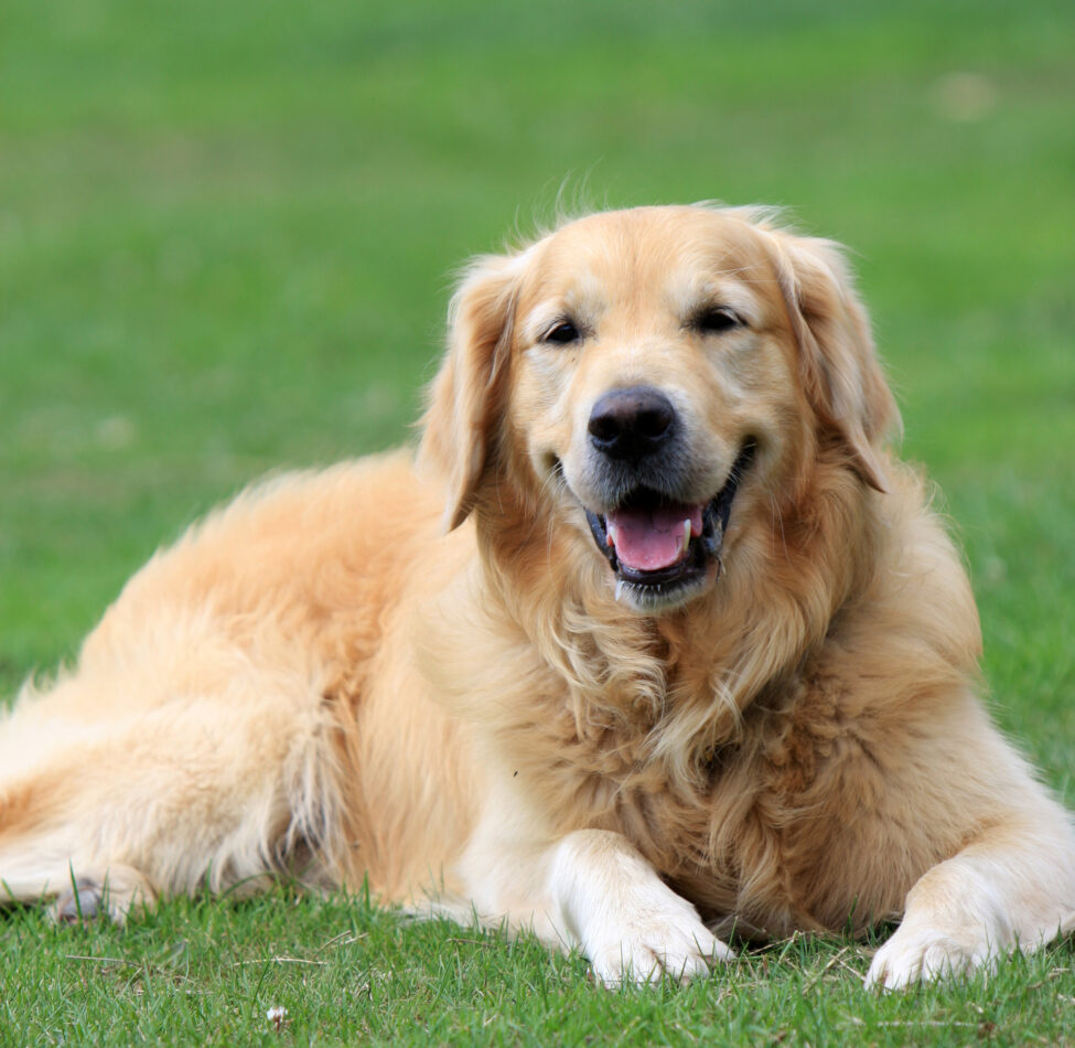 Senior Golden Retriever laying in the grass