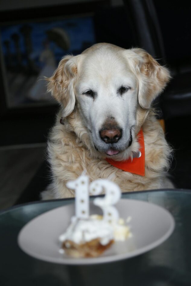 Senior Pet Celebrating Birthday Number 13